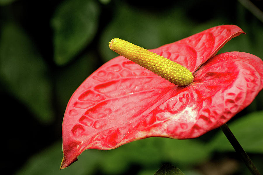 Anthurium-Red Photograph by Don Johnson