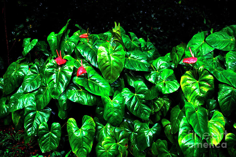 Anthuriums in the Rain Photograph by Thomas R Fletcher