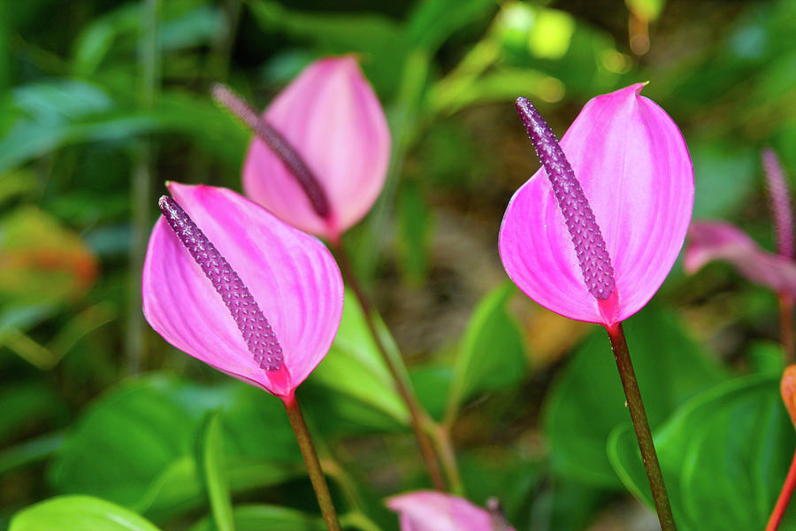 Flower Photograph - Anthuriums by Melvin Ah Ching
