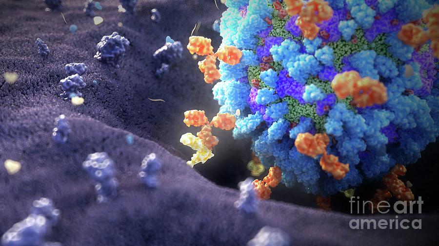 Antibodies Binding Influenza Virus Photograph by Nanoclustering/science Photo Library