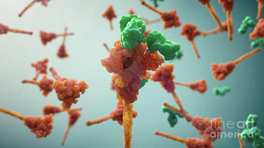 Antibodies Binding To Sarscov2 Spike Protein Photograph by Helix