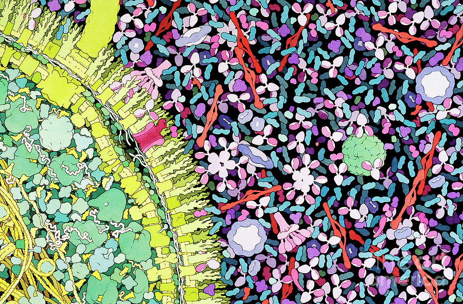 Antibodies In Action Photograph by David Goodsell/science Photo Library