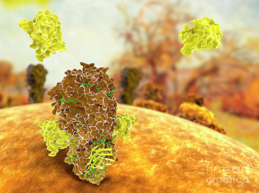 Antibodies Neutralizing Flu Virus Photograph by Ramon Andrade 3dciencia ...