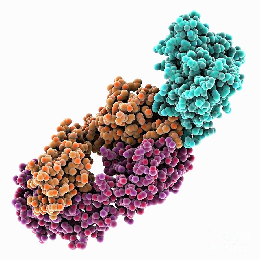 Antibody And Antigen Binding Protein Photograph by Laguna Design/science Photo Library
