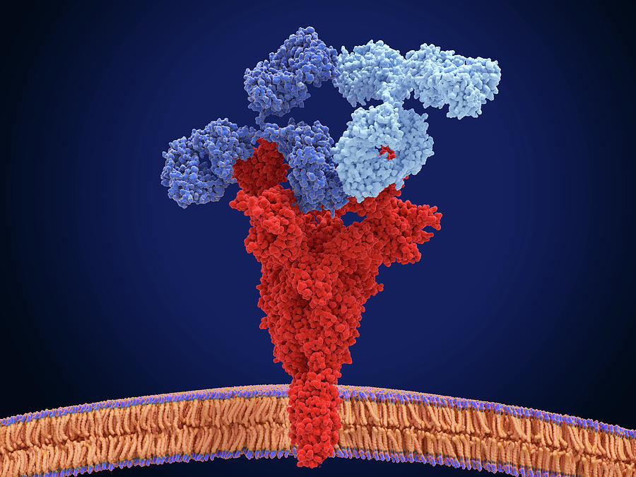 Antibody Cocktail In Complex Photograph by Juan Gaertner