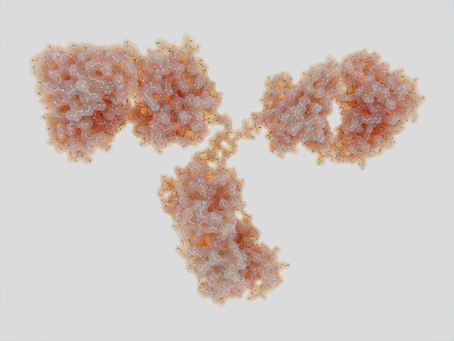 Antibody Molecule Photograph by Juan Gaertner