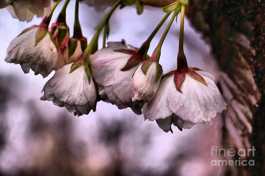 Flower Photograph - Anticipating spring by Jeff Swan