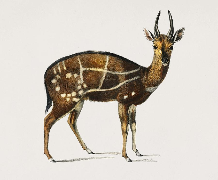 Antilope Guib Illustrated By Charles Dessalines D Orbigny  1806-1876 Painting