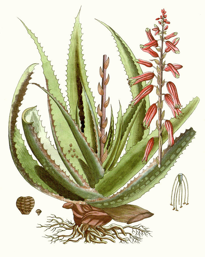 Botanical Painting - Antique Aloe I by Unknown