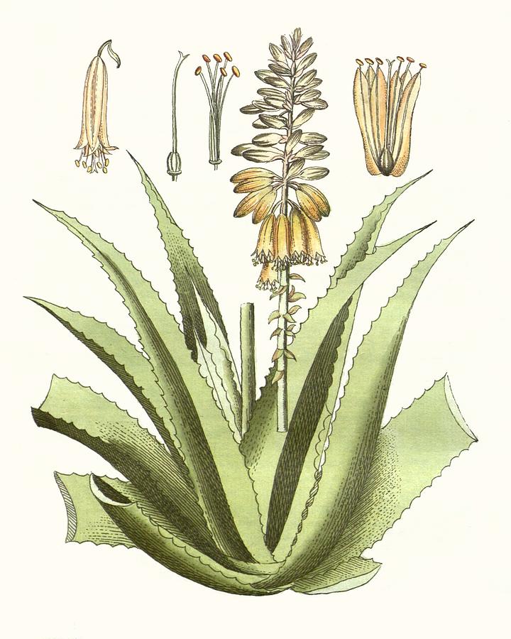 Botanical Painting - Antique Aloe II by Unknown