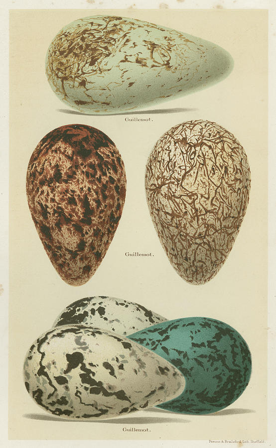 Antique Bird Egg Study I Painting by Henry Seebohm