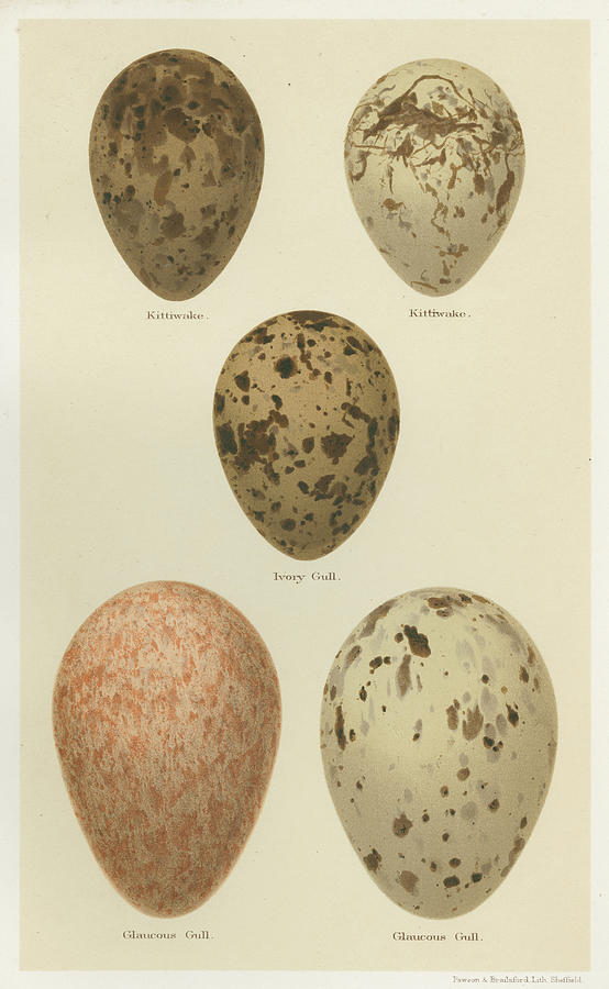 Furniture Painting - Antique Bird Egg Study Iv by Henry Seebohm