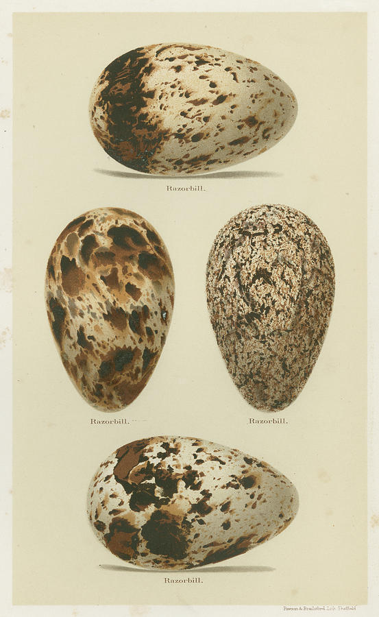 Antique Bird Egg Study Vi Painting by Henry Seebohm