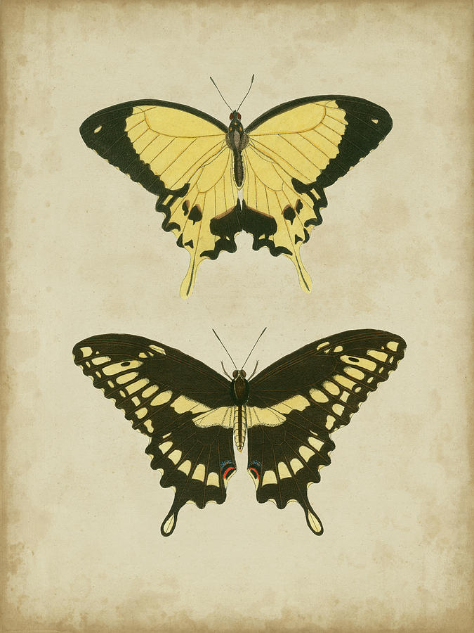 Antique Butterfly Pair I Painting by Vision Studio