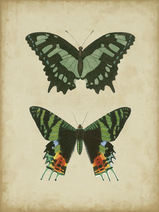 Antique Butterfly Pair II Painting by Vision Studio