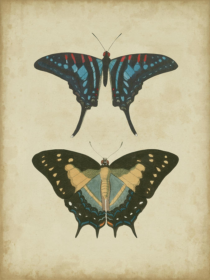 Antique Butterfly Pair IIi Painting by Vision Studio
