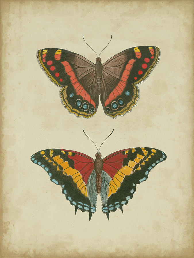 Antique Butterfly Pair Iv Painting by Vision Studio