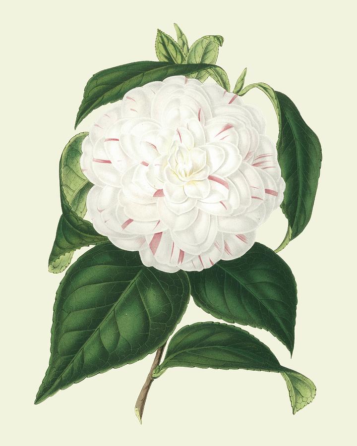 Flower Painting - Antique Camellia I by Vanhoutte
