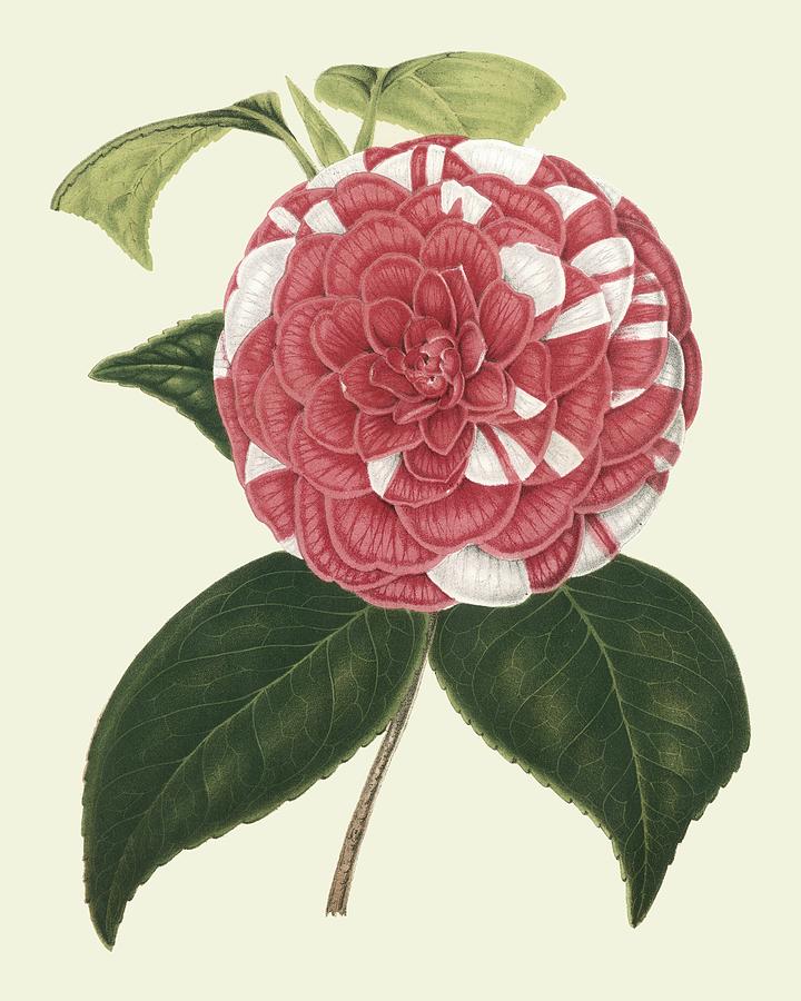 Flower Painting - Antique Camellia II by Vanhoutte