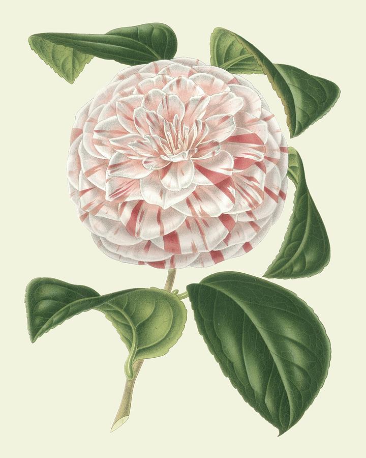 Flower Painting - Antique Camellia IIi by Vanhoutte