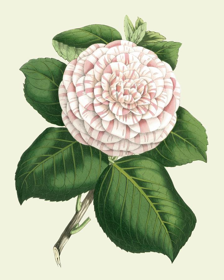 Flower Painting - Antique Camellia Iv by Vanhoutte