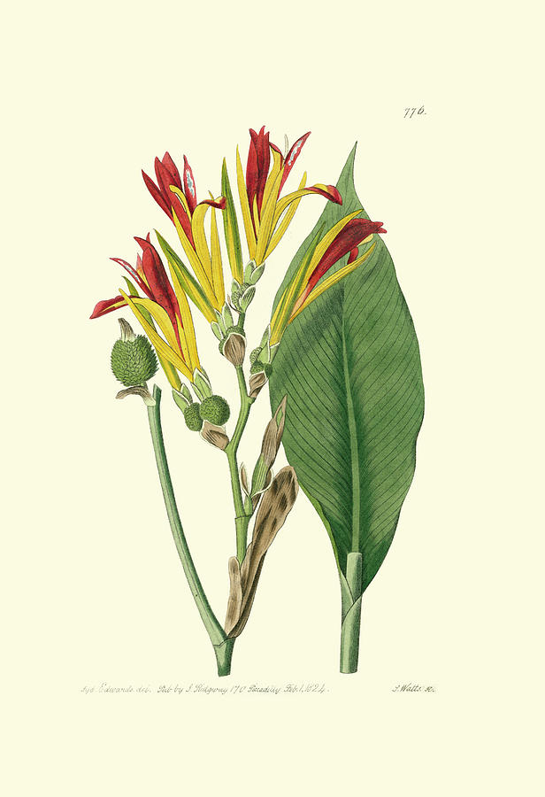 Vintage Painting - Antique Canna I by Vanhoutte