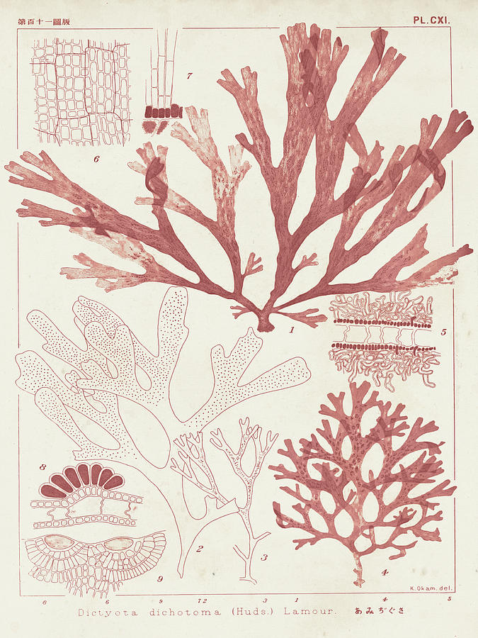  Vision Studio 'Coral Specimen V' Canvas Art: Posters