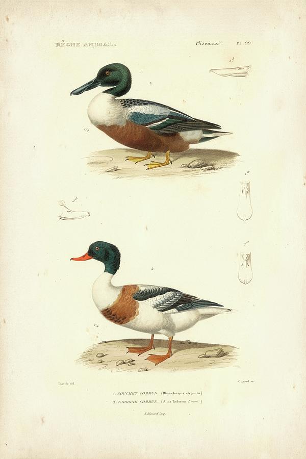 Antique Duck Study II Painting by N. Remond