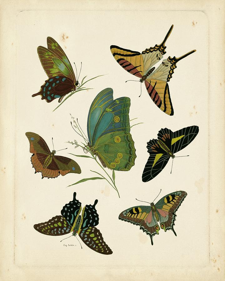 Antique Entomology I Painting by Vision Studio - Fine Art America