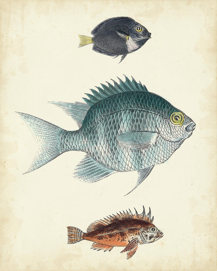 Antique Fish Species IIi Painting by Unknown