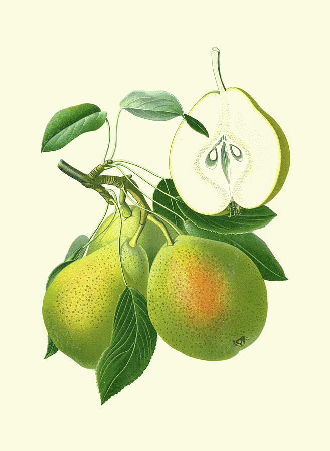 Antique Green Pear Painting by Vision Studio - Fine Art America