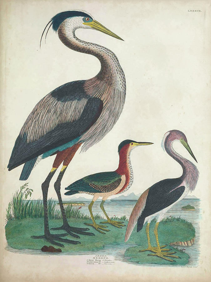 Antique Heron & Waterbirds Iv Painting By Unknown - Fine Art America