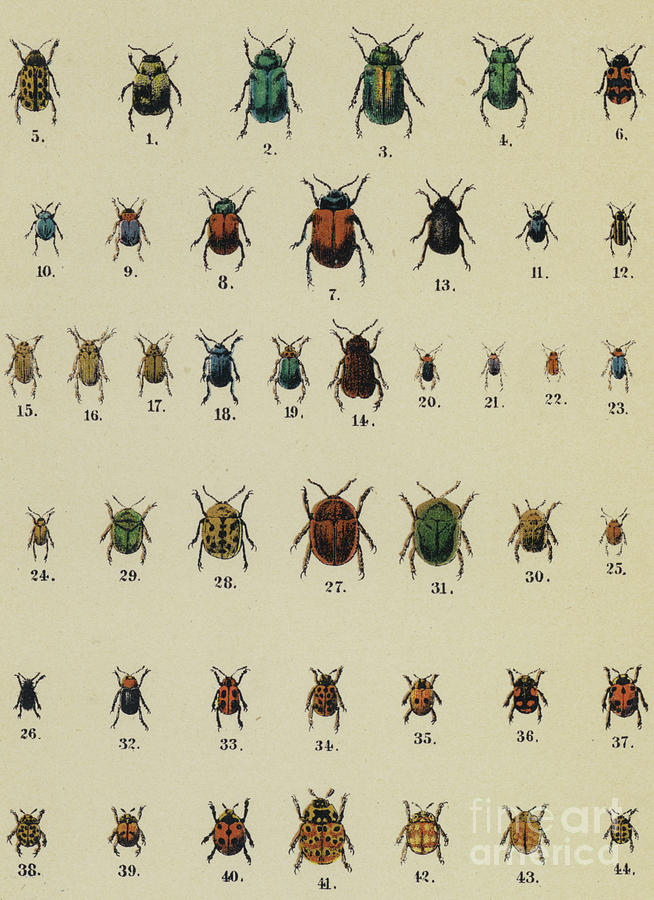 Antique Insect print Drawing by German School