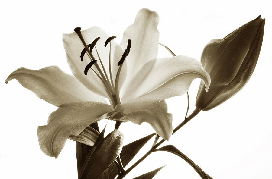 Antique Lily Photograph by Terence Davis