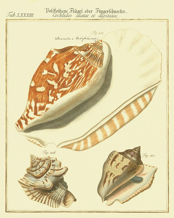 Antique Martini Shells IIi Painting by Martini Fine Art America