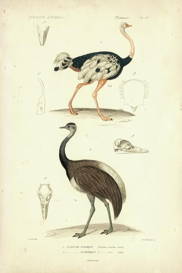 Antique Ostrich Study Painting by N. Remond