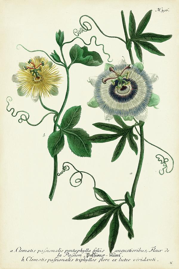 Antique Passion Flower II Painting by Weinmann