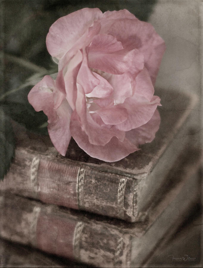 Antique Pink  Photograph by Teresa Wilson