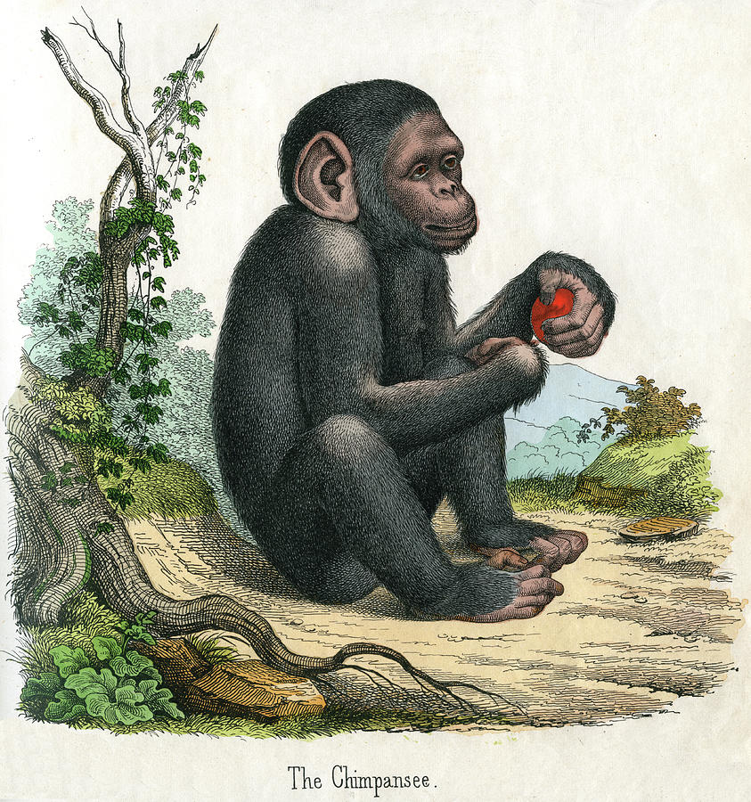 Antique Print Of A Chimpanzee Photograph by Graphicaartis