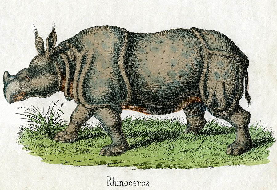Antique Print Of A Rhinoceros Photograph by Graphicaartis