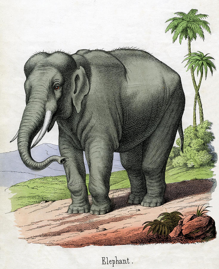 Antique Print Of An Elephant Photograph by Graphicaartis