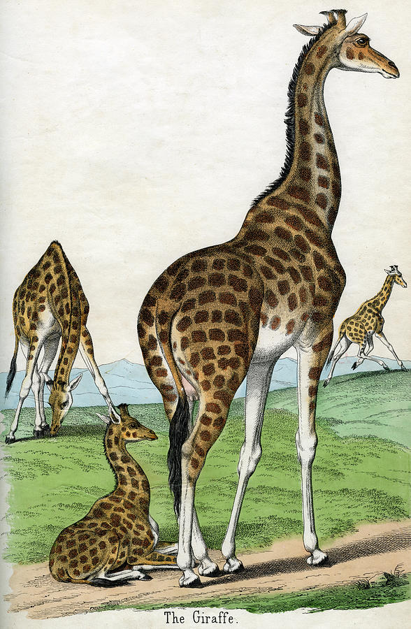 Antique Print Of Giraffes Photograph by Graphicaartis