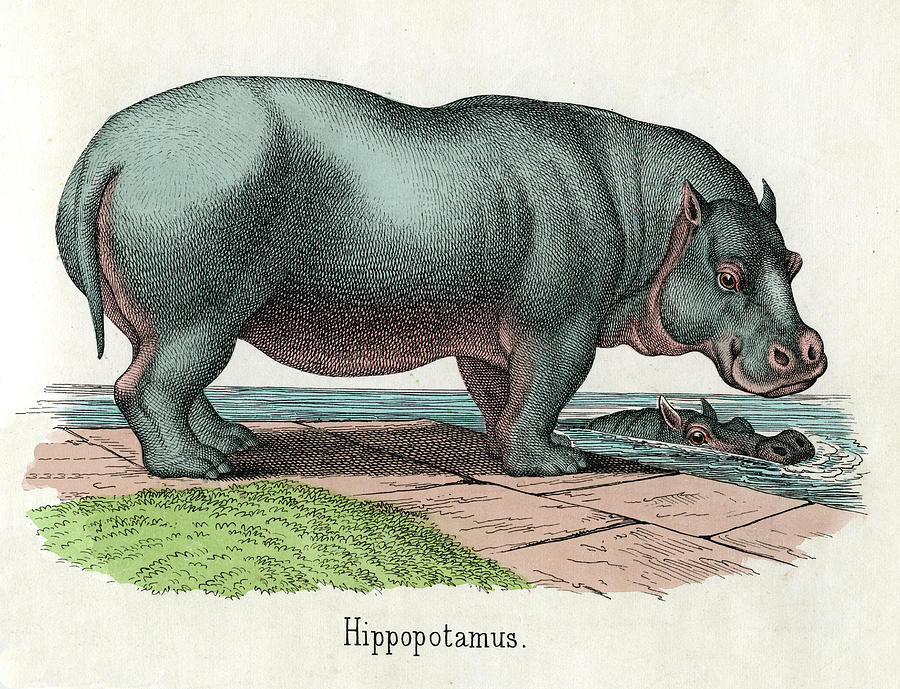 Antique Print Of Hippopotamus Photograph by Graphicaartis