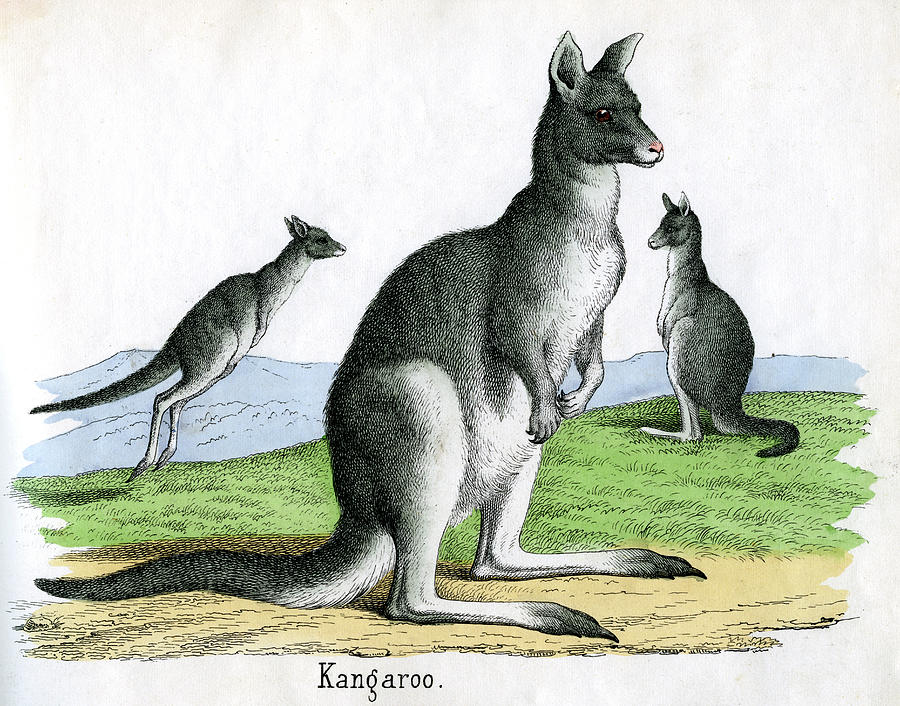 Antique Print Of Kangaroos Photograph by Graphicaartis