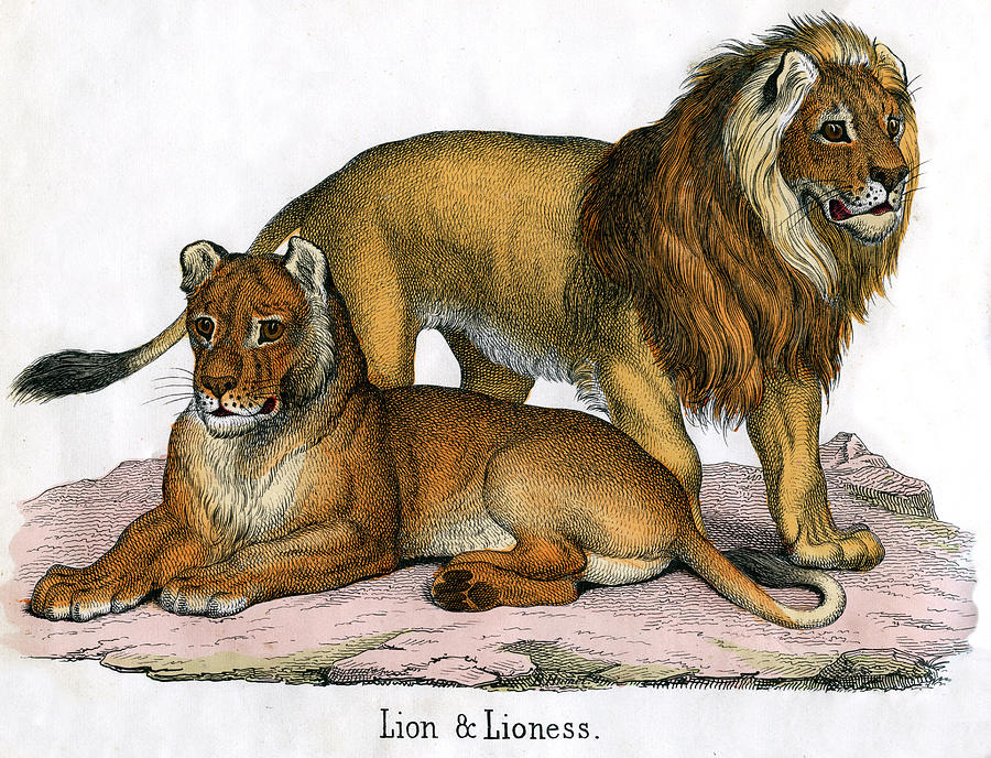 Antique Print Of Two Lions Photograph by Graphicaartis