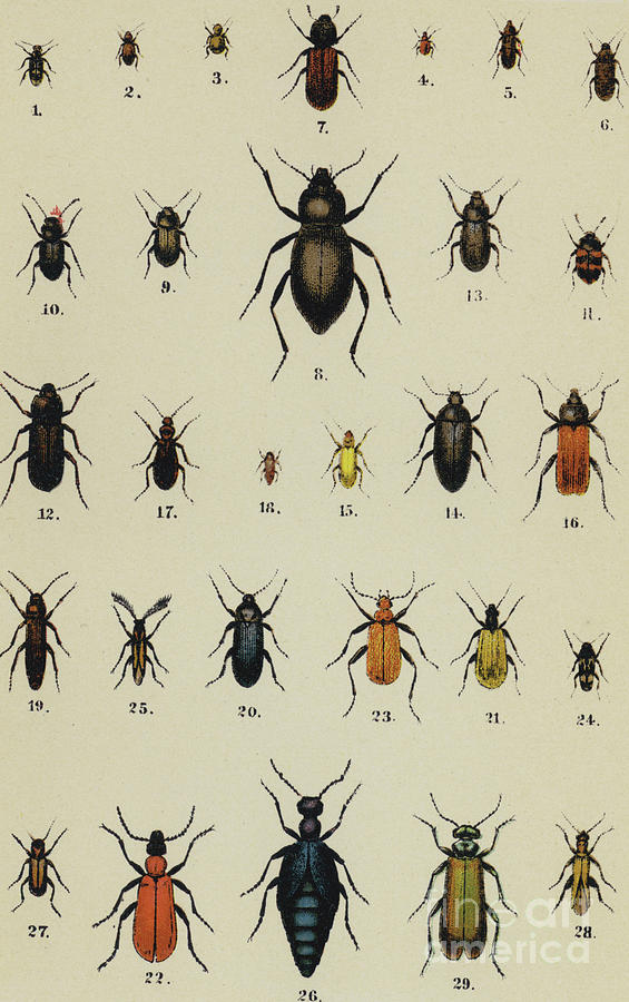 T-436 Antique Beetle Vintage Variety Of Insects Chart Art Poster Silk 30 24x36 