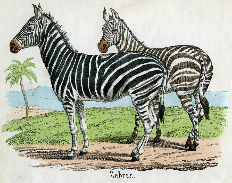 Antique Print Of Zebras Photograph by Graphicaartis
