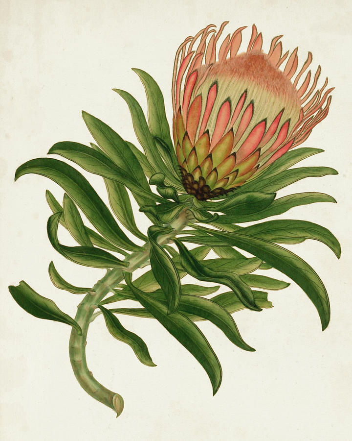 Antique Protea Iv Painting by Unknown