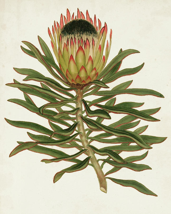 Antique Protea Vi Painting by Unknown