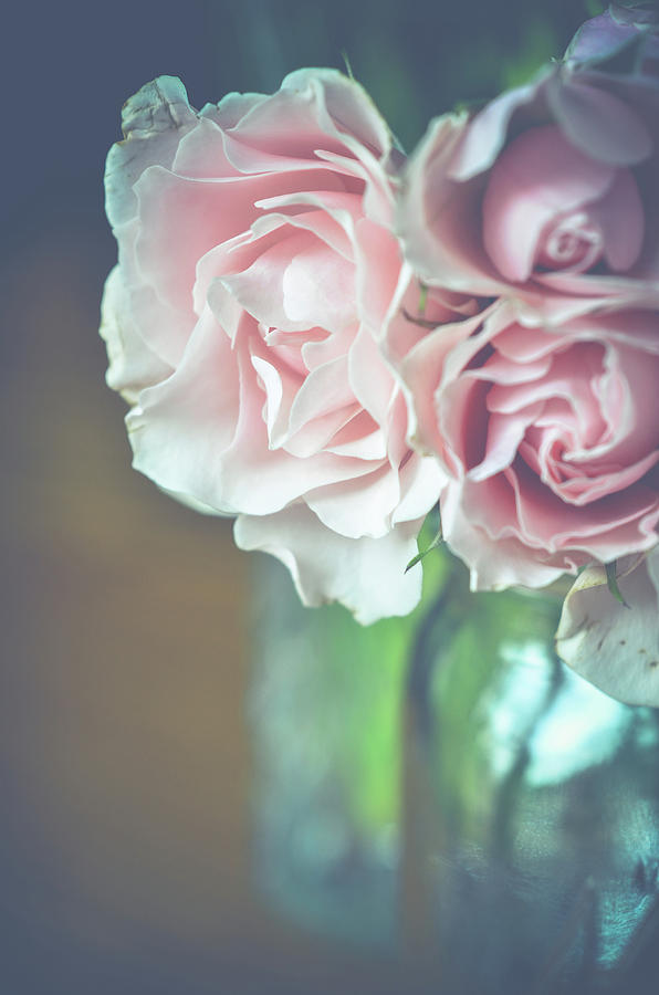 Antique Roses Photograph by Michelle Wermuth
